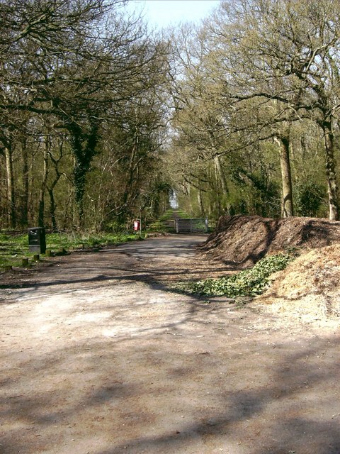 Black Lady of Bradley Woods