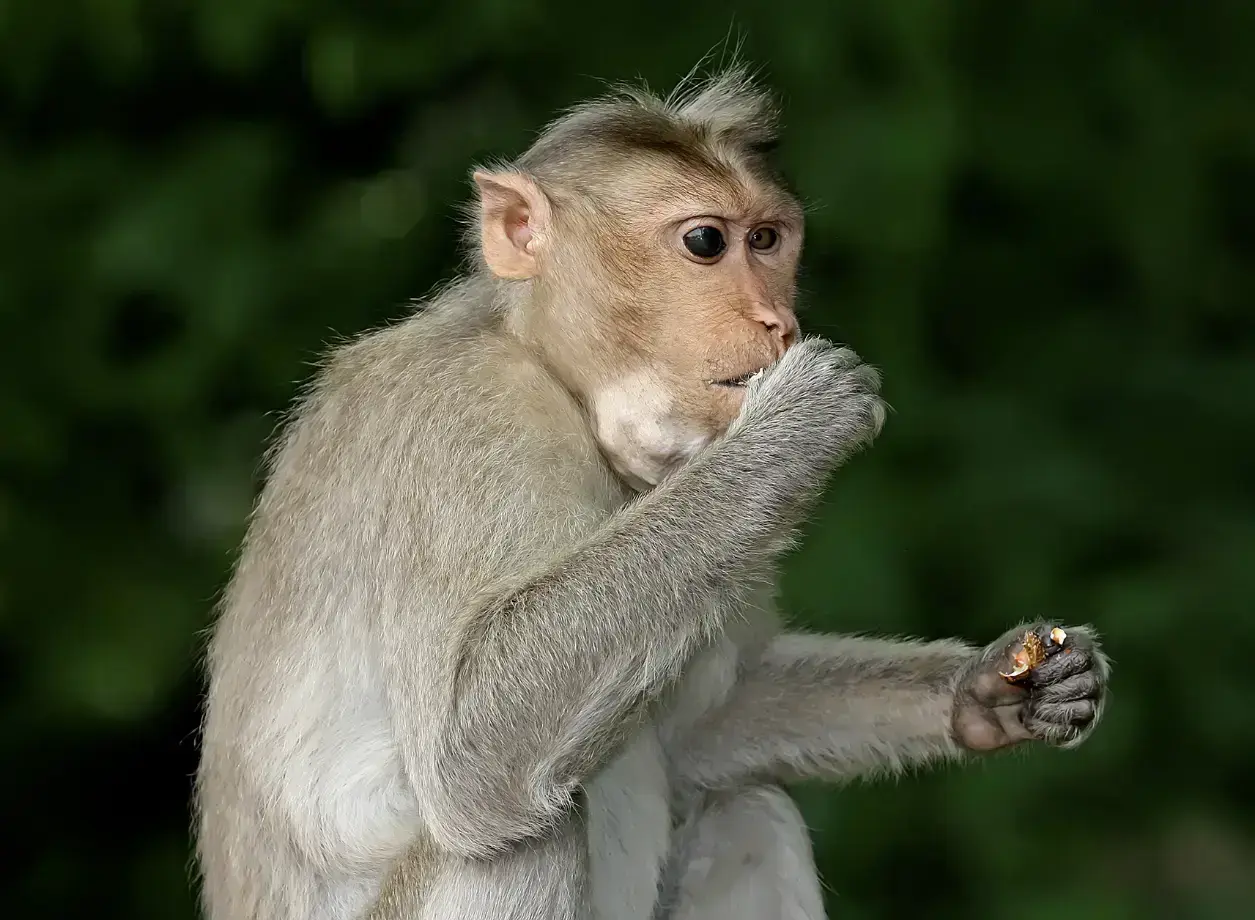 Bukit Timah Monkey Man