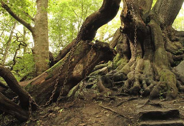 Chained Oak