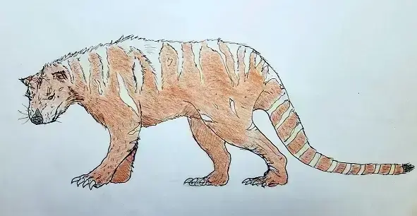 Queensland tiger