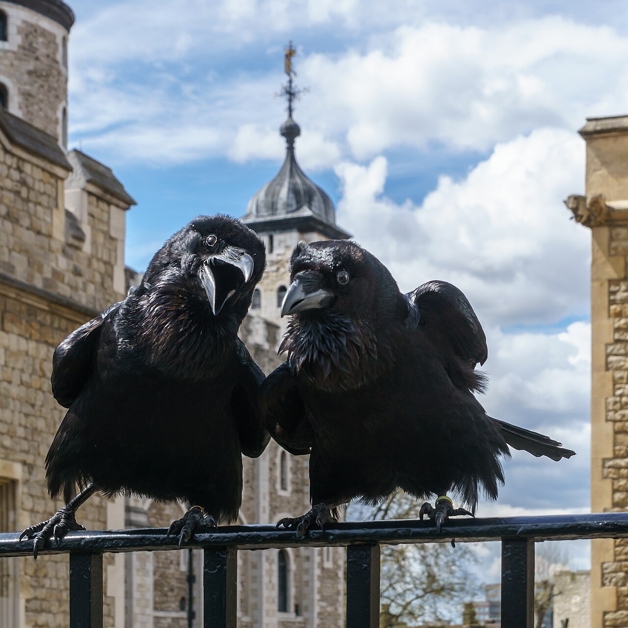 Ravens of the Tower of London