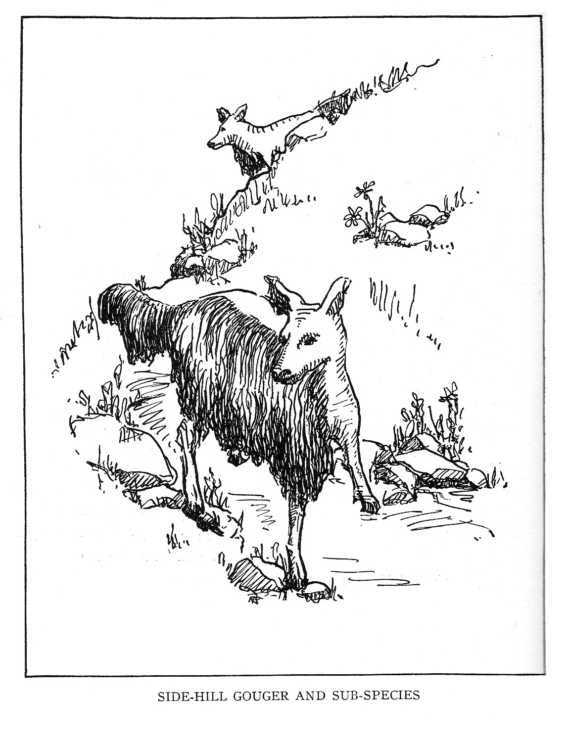 THE SIDE-HILL GOUGER