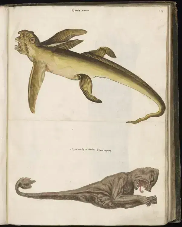 Steller's sea ape