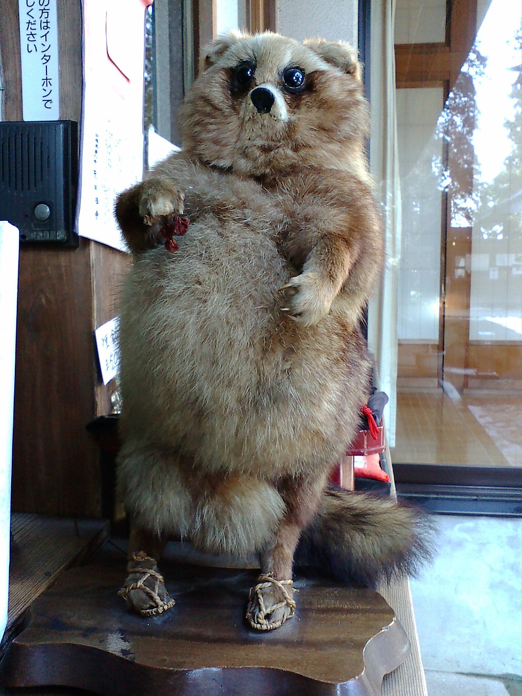tanuki