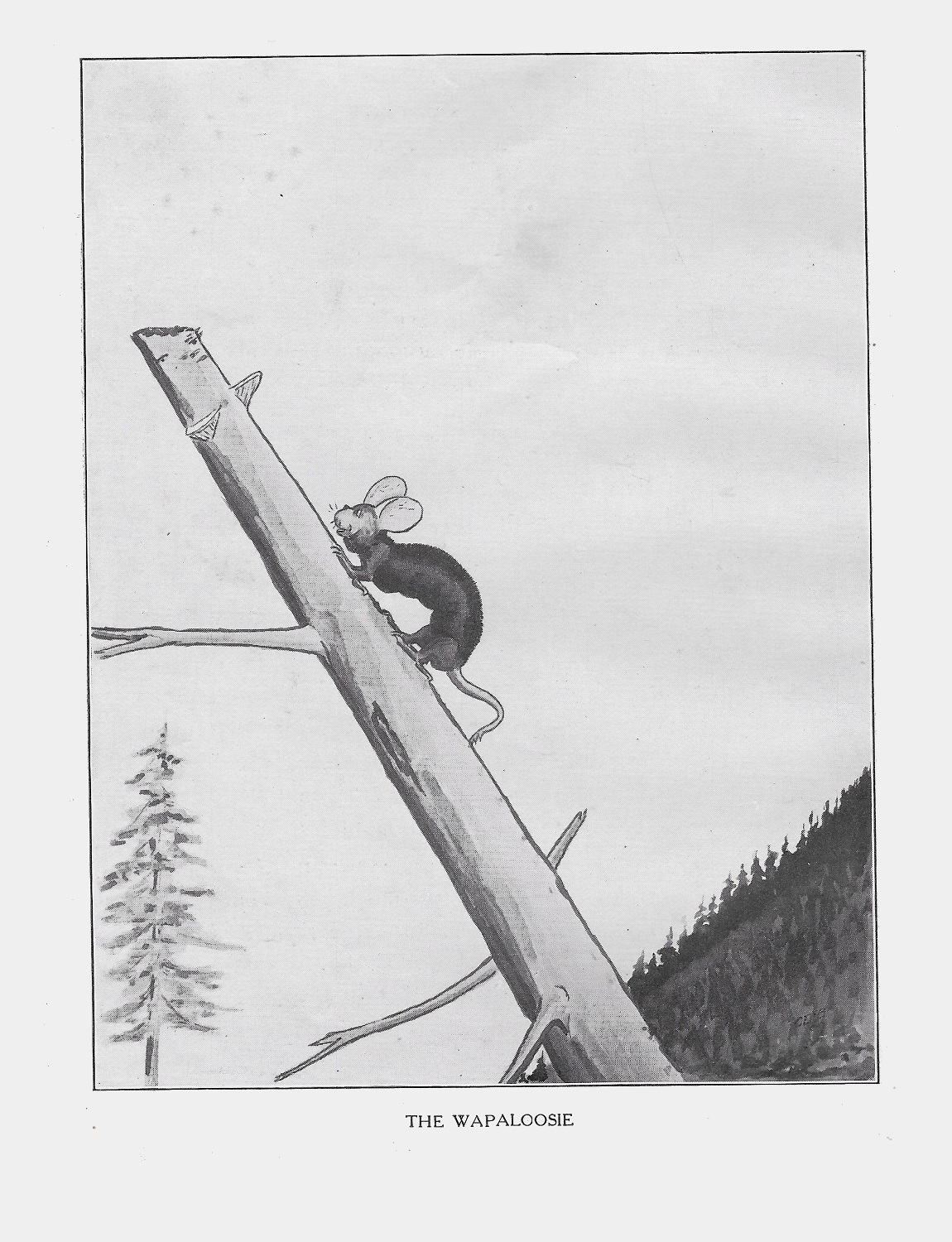 THE WAPALOOSIE