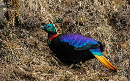 Zhenniao(鴆鳥)
